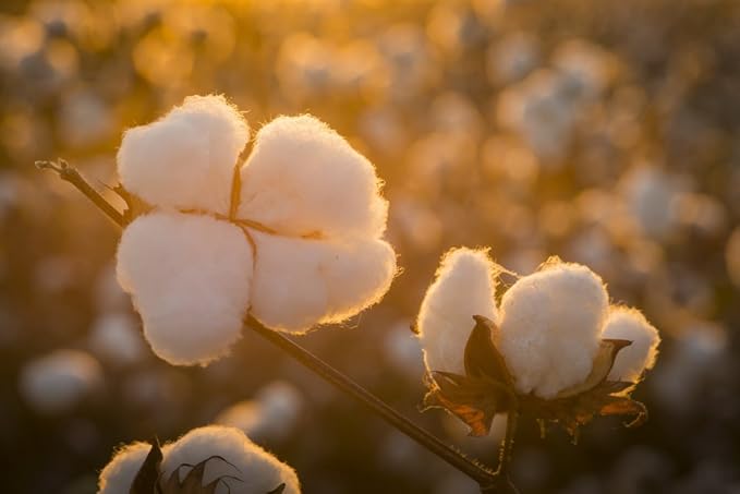 Raw Cotton Stuffing | Made in USA