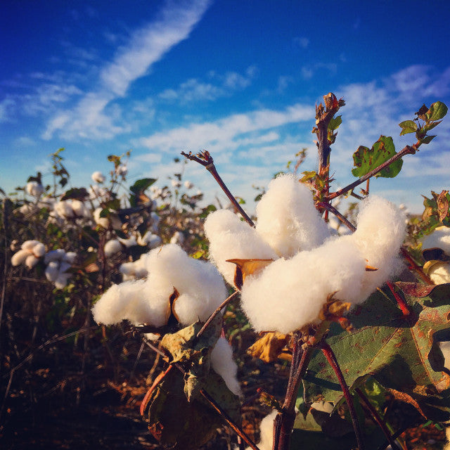 Organic Cotton vs Conventional Cotton: Does it Really Matter?